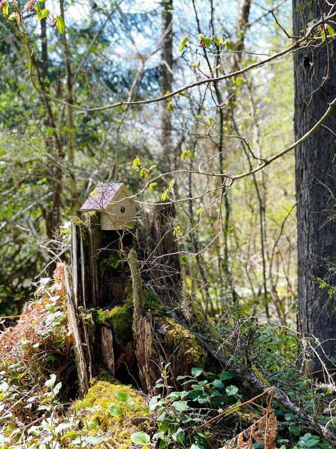 Mt Rainier Little Green Cabin On Big Creek! Ashford Extérieur photo