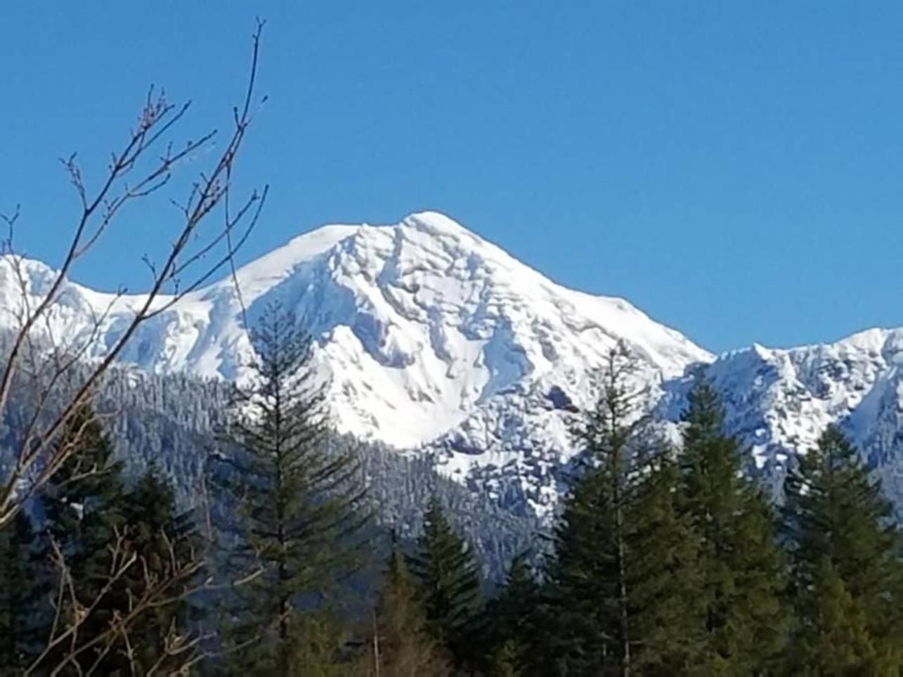 Mt Rainier Little Green Cabin On Big Creek! Ashford Extérieur photo