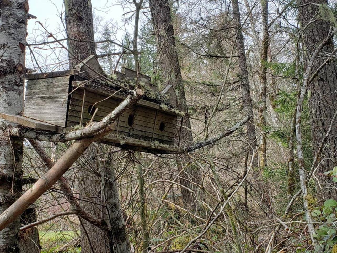 Mt Rainier Little Green Cabin On Big Creek! Ashford Extérieur photo